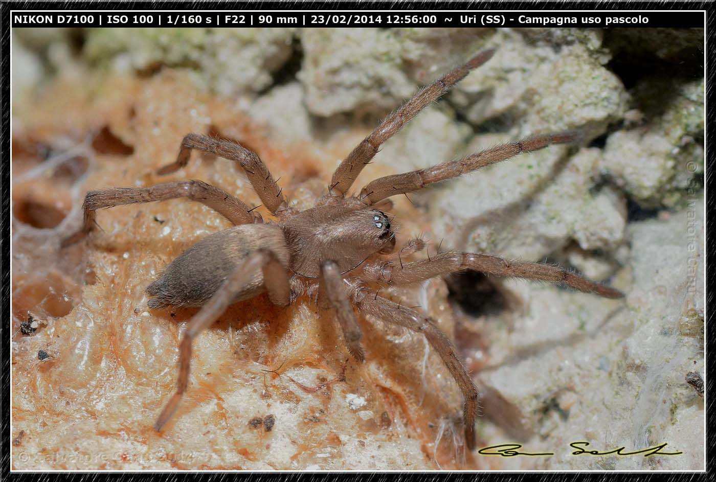 Drassodes sp. - Uri (SS)